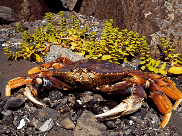 WA Crab Postcard