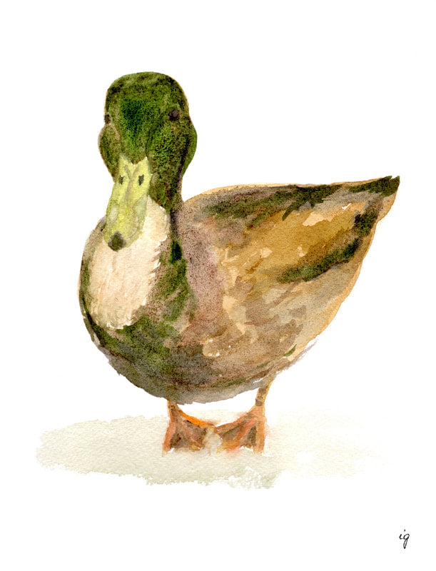 Duck Greeting Card