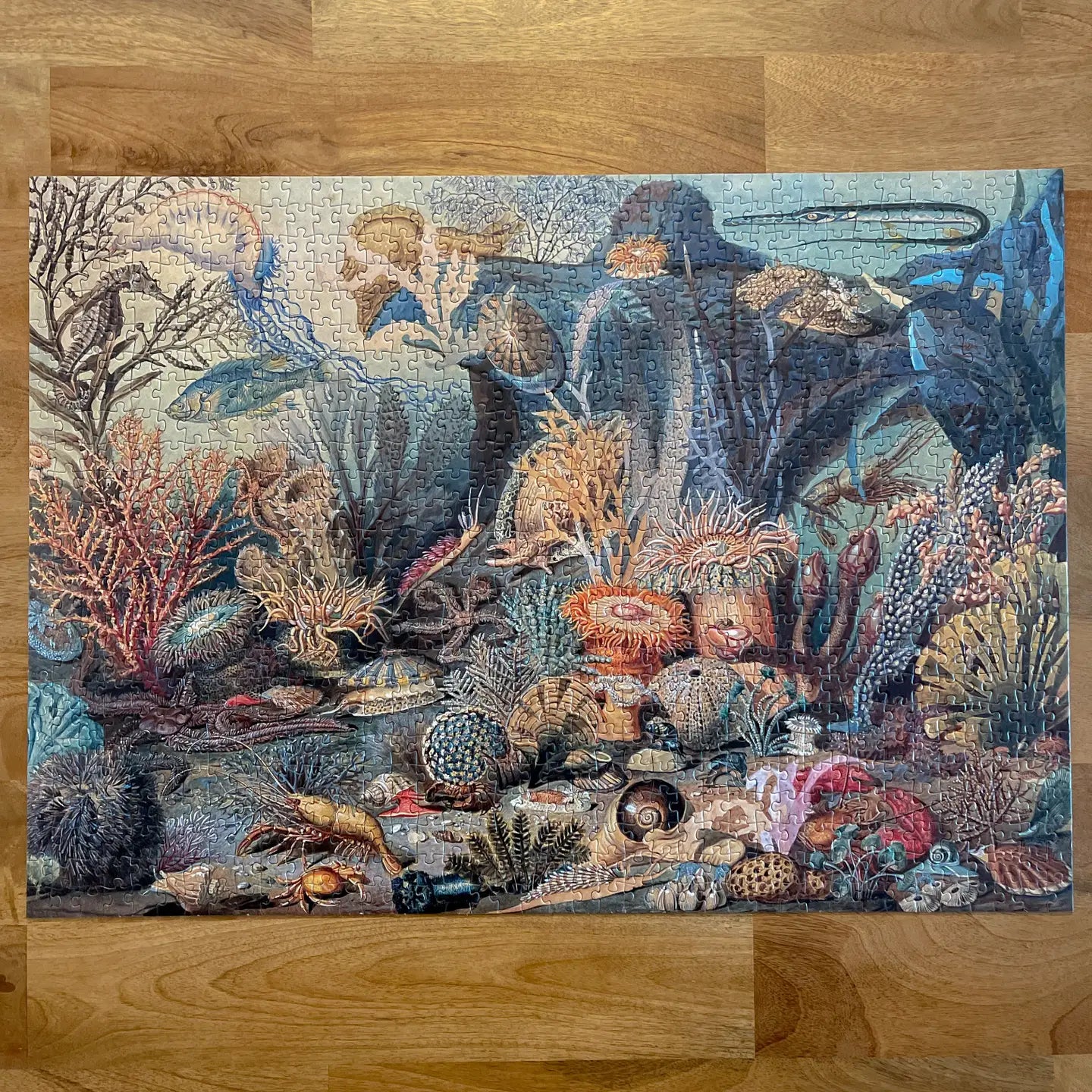 Ecologies Ocean Life Puzzle - Hidden Habitat