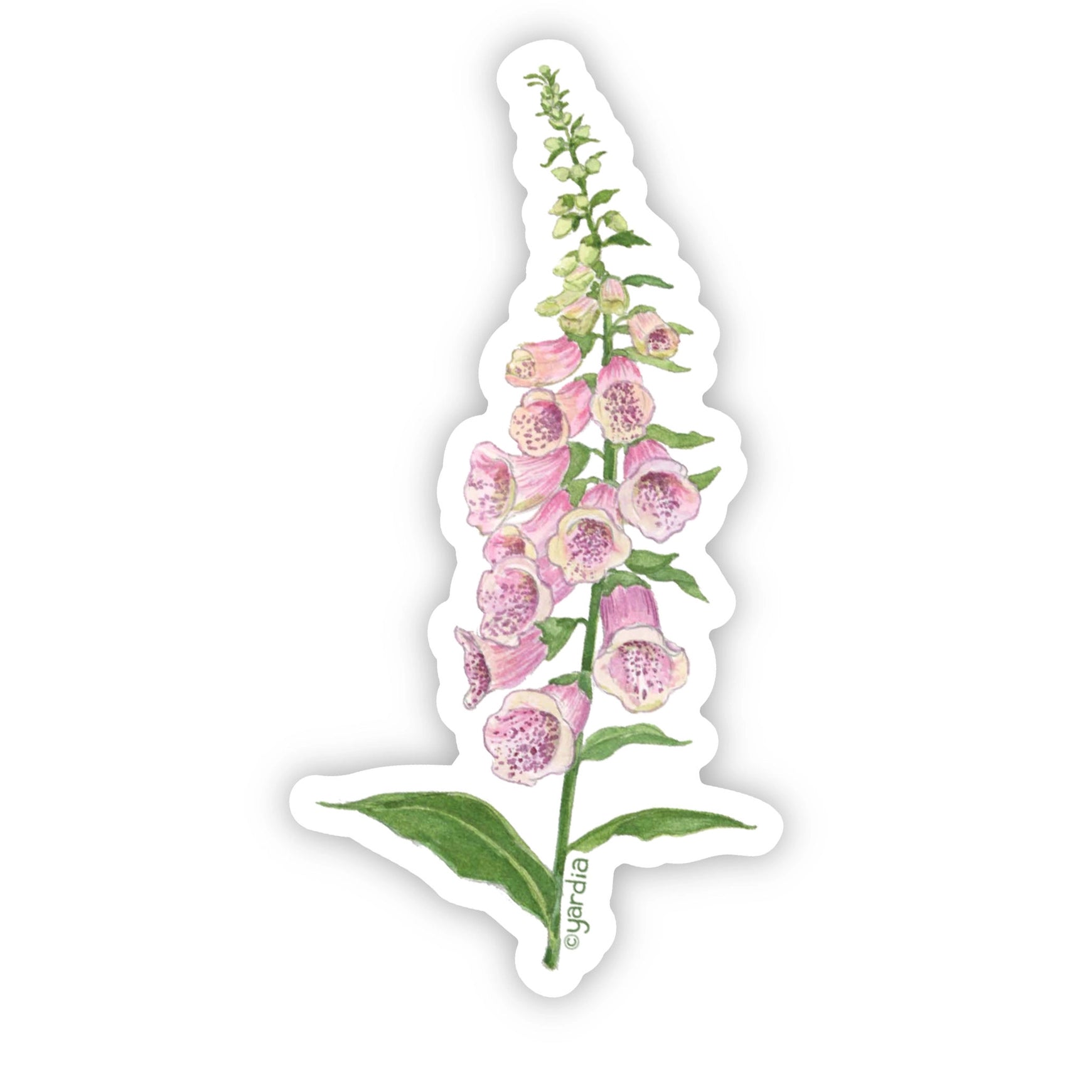 Foxglove Vinyl Sticker