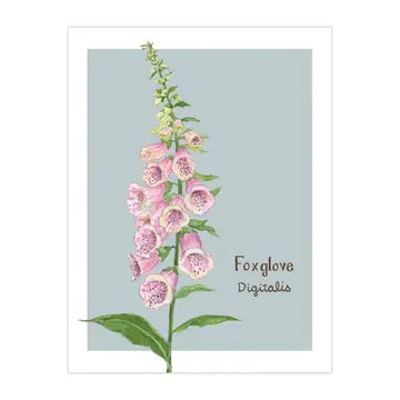 Foxglove Card