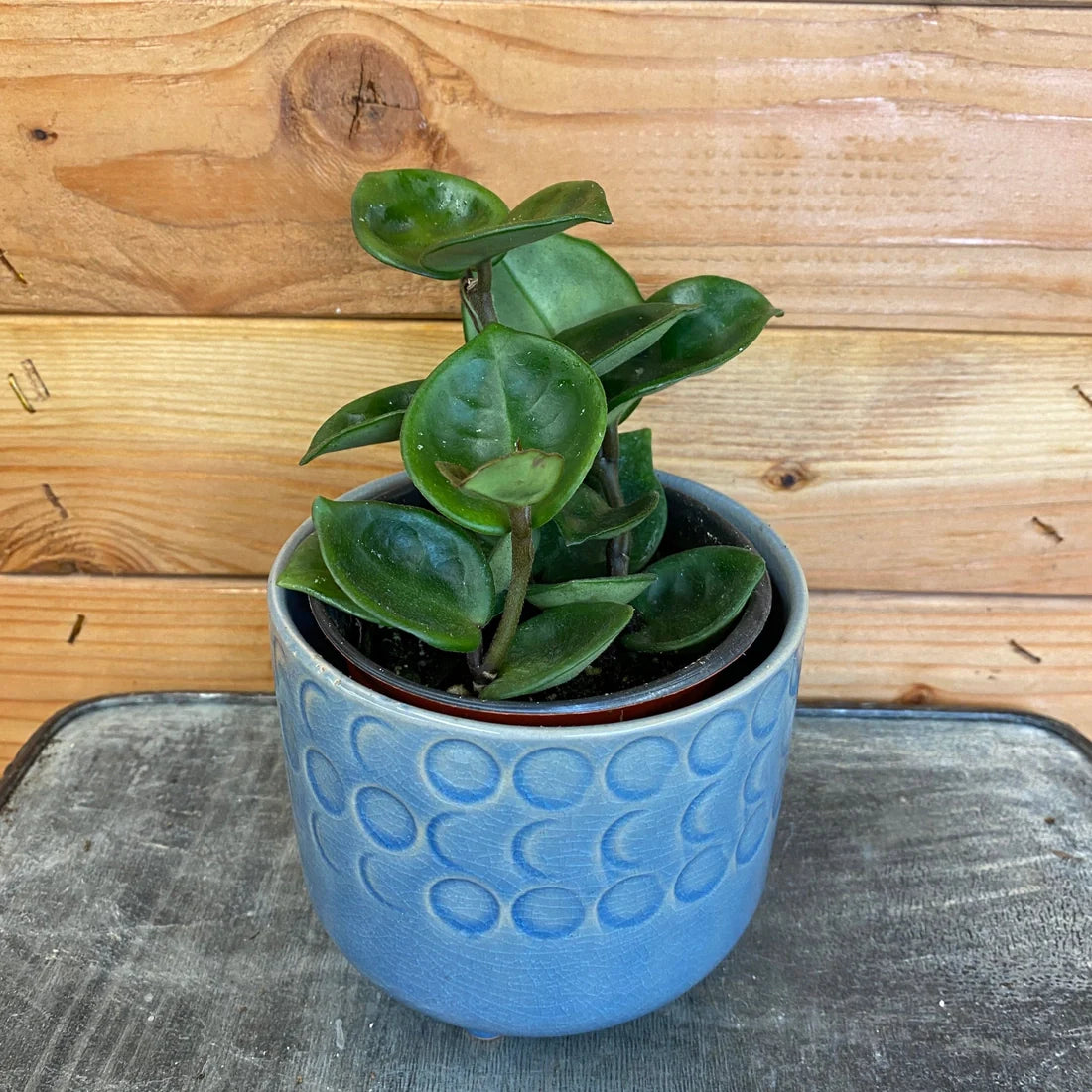 Hoya Chelsea, 4" Plant