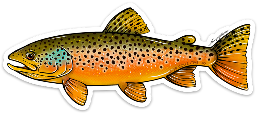 Brown Trout Decal