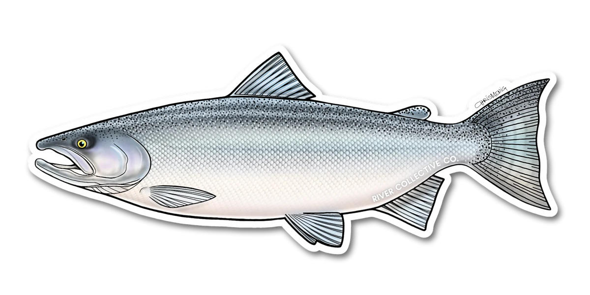 CHINOOK SALMON (CHROME) DECAL Sticker