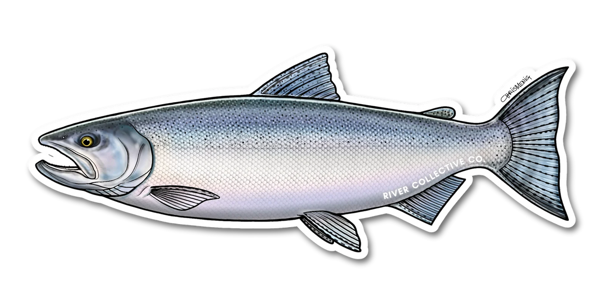 Coho Salmon Decal (Chrome)