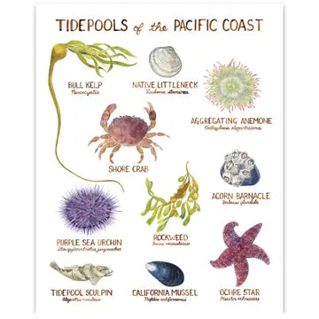 Pacific Coast Tide Pools Art Print