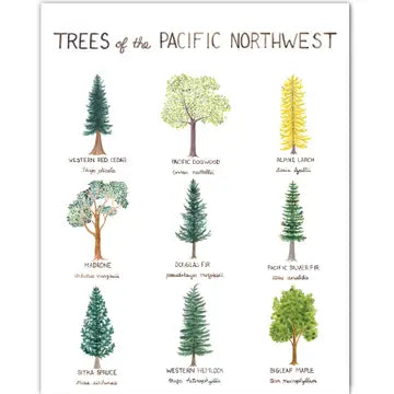 Pacific Northwest Trees Art Print