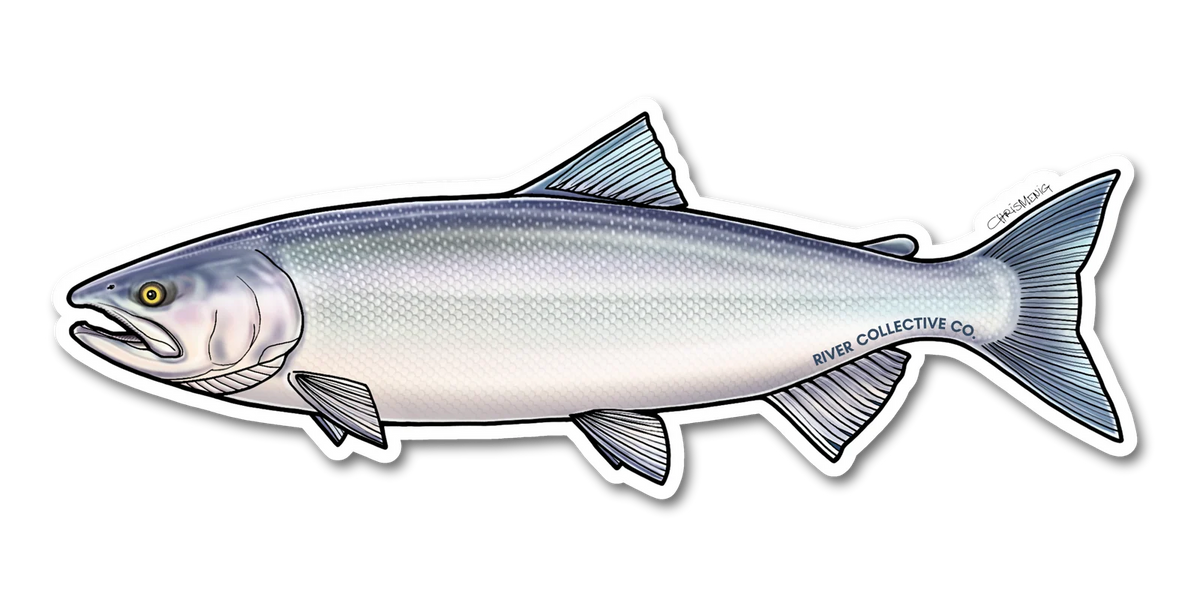 Sockeye Salmon Decal (Chrome)