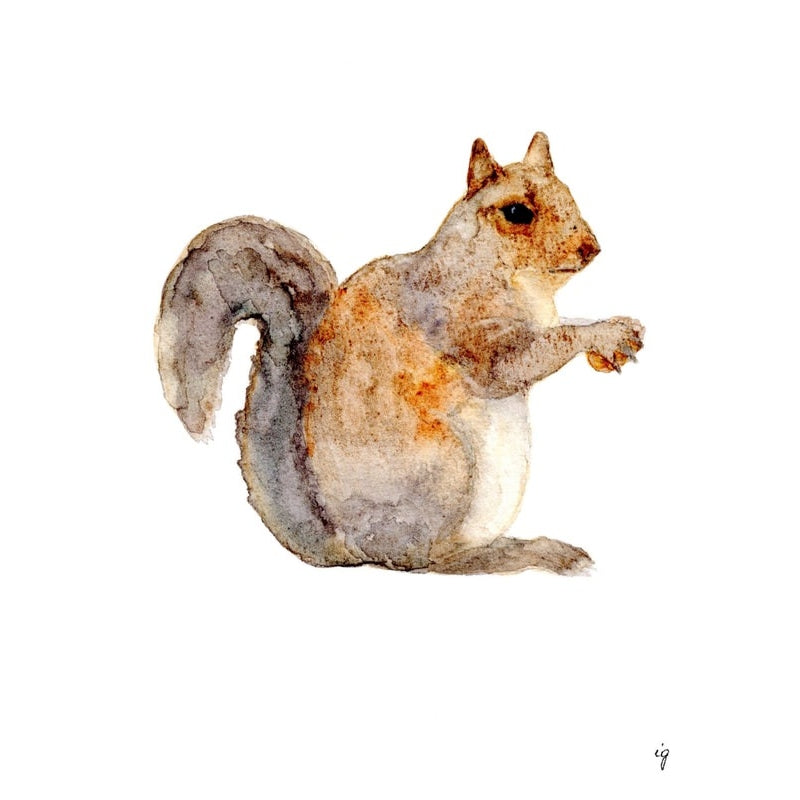 Squirrel Greeting Card