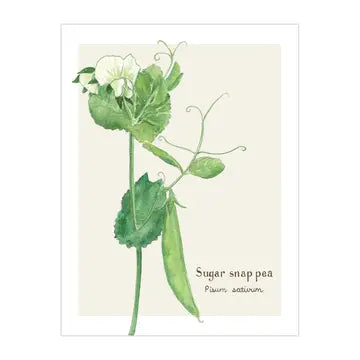 Sugar Snap Pea Card