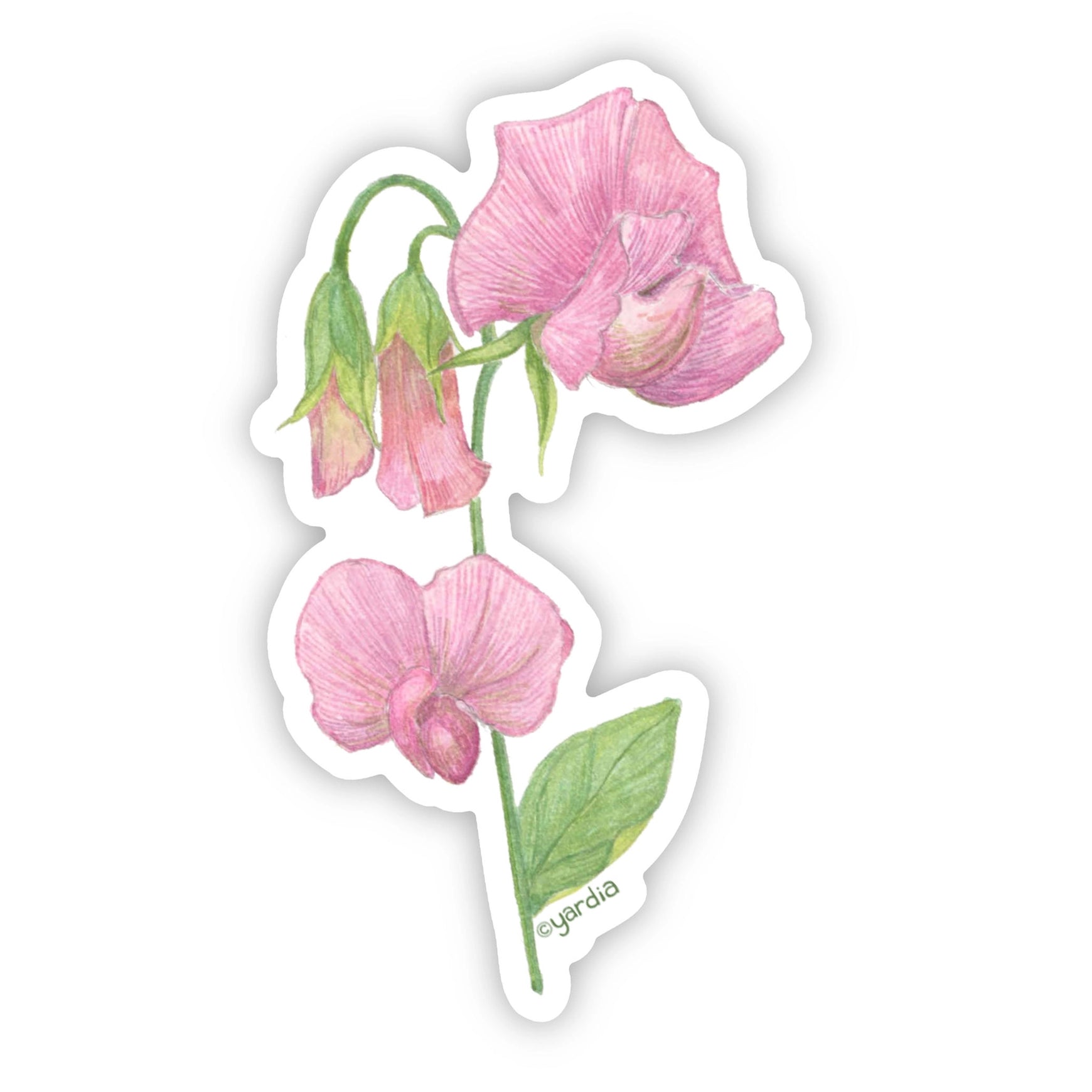 Sweet Pea Vinyl Sticker