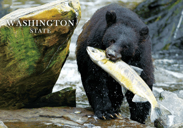 WA Bear and Fish Postcard