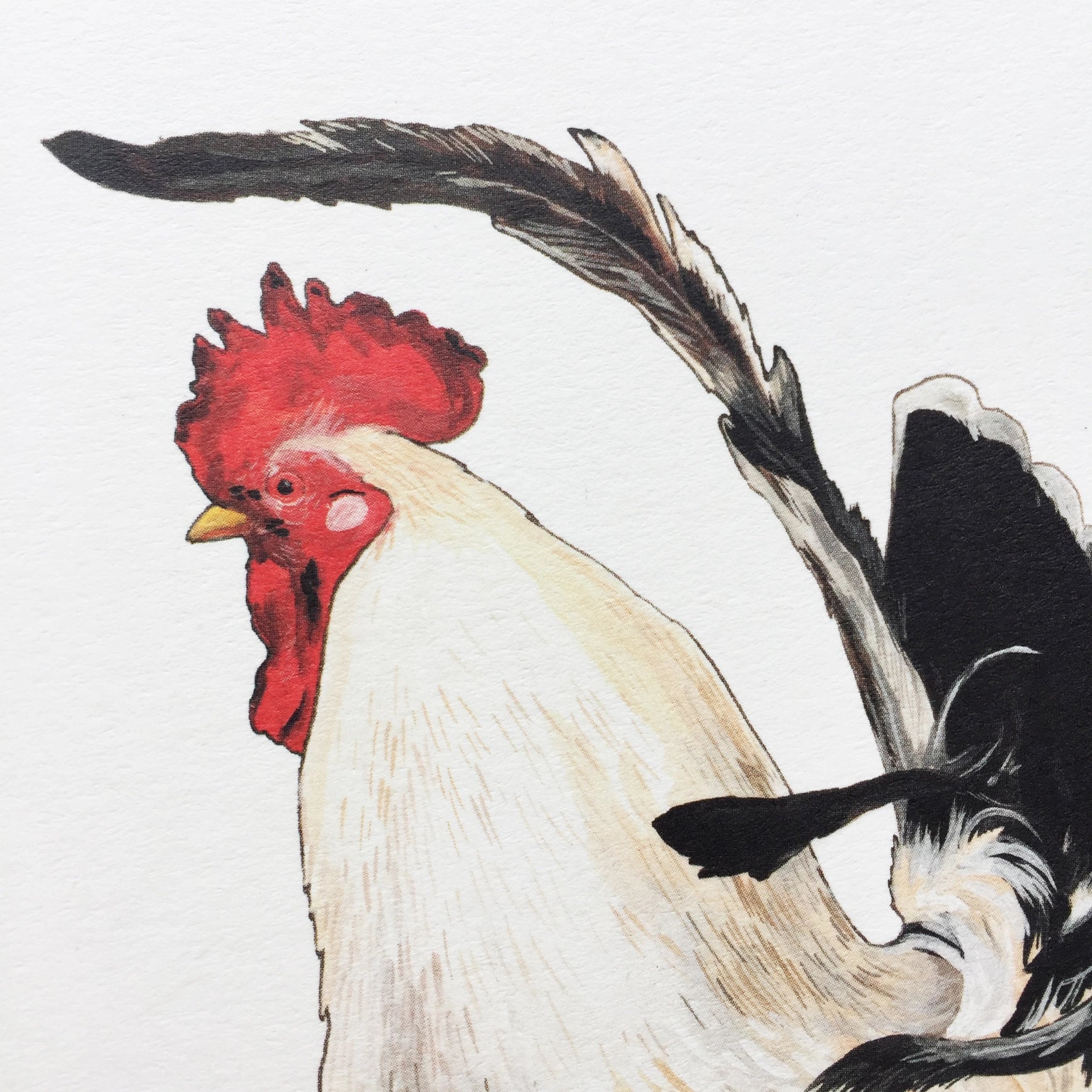 White Rooster Blank Inside Greeting Card