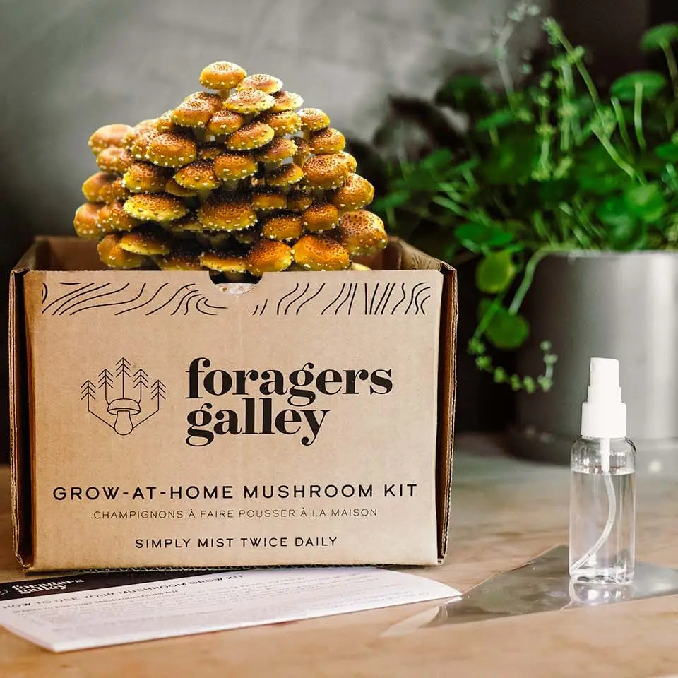 Foragers Gallery- Chestnut   Live Mushrooms Kit