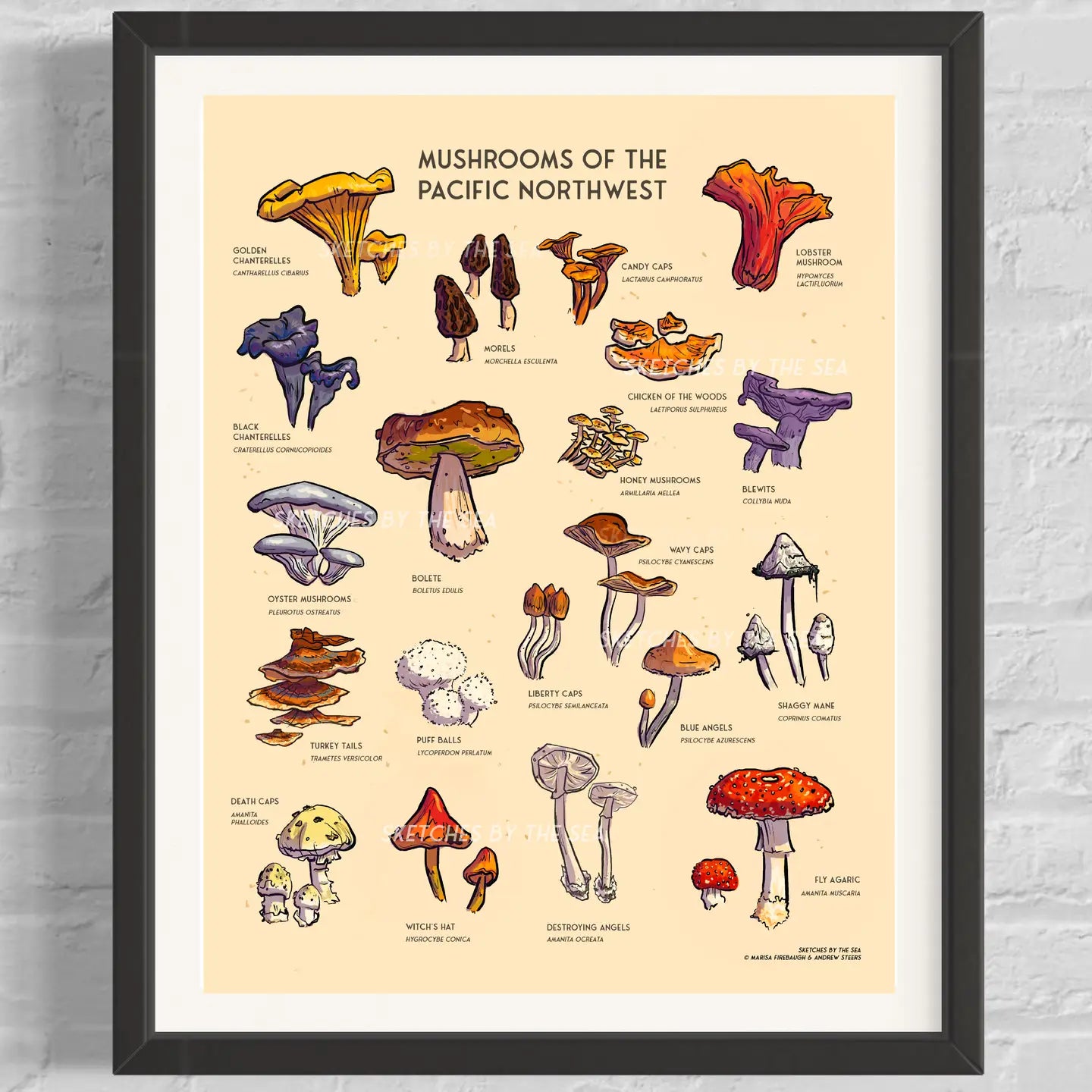 Pacific Northwest Mushroom Poster; Hand Illustrated.