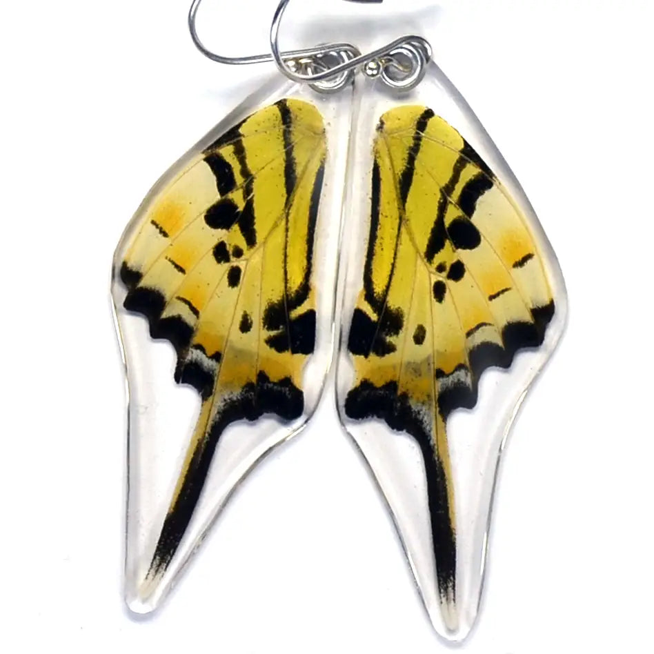 0465 Graphium Antipathes Five Bar Swallowtail