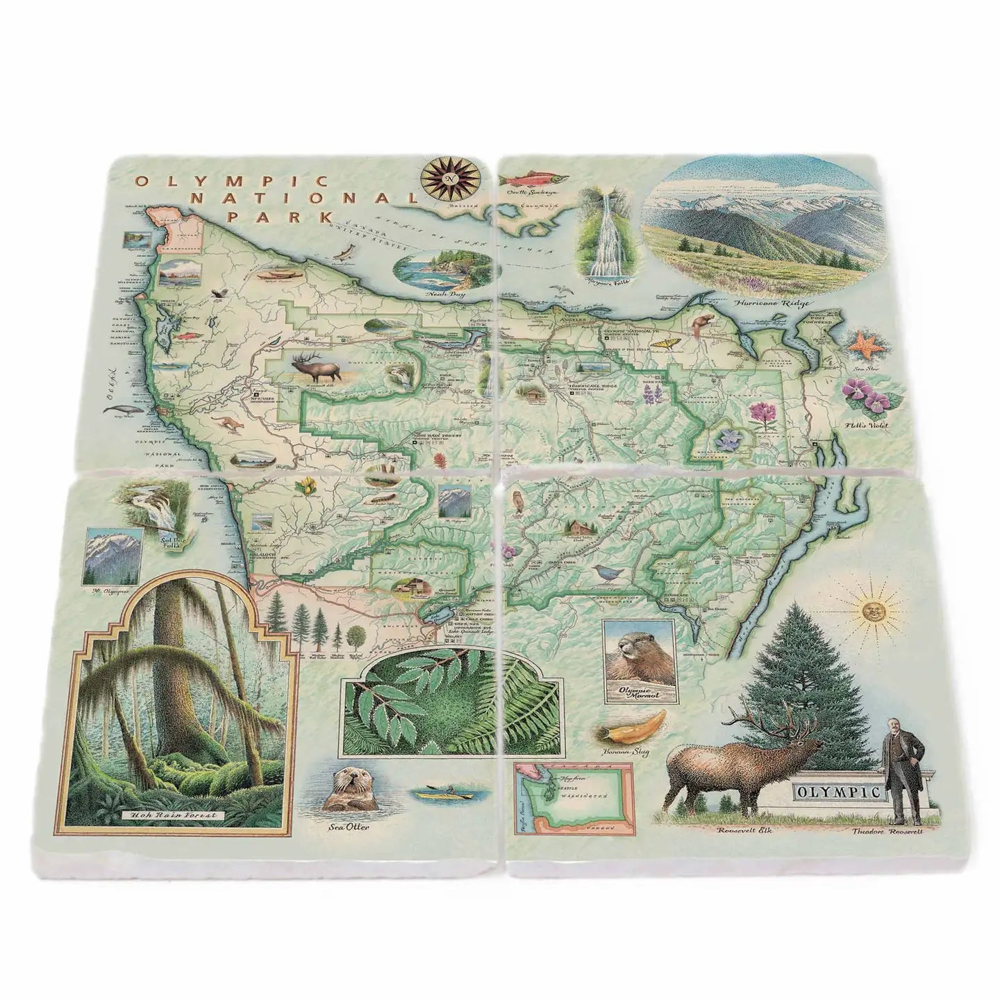 Olympic National Park Coaster Set