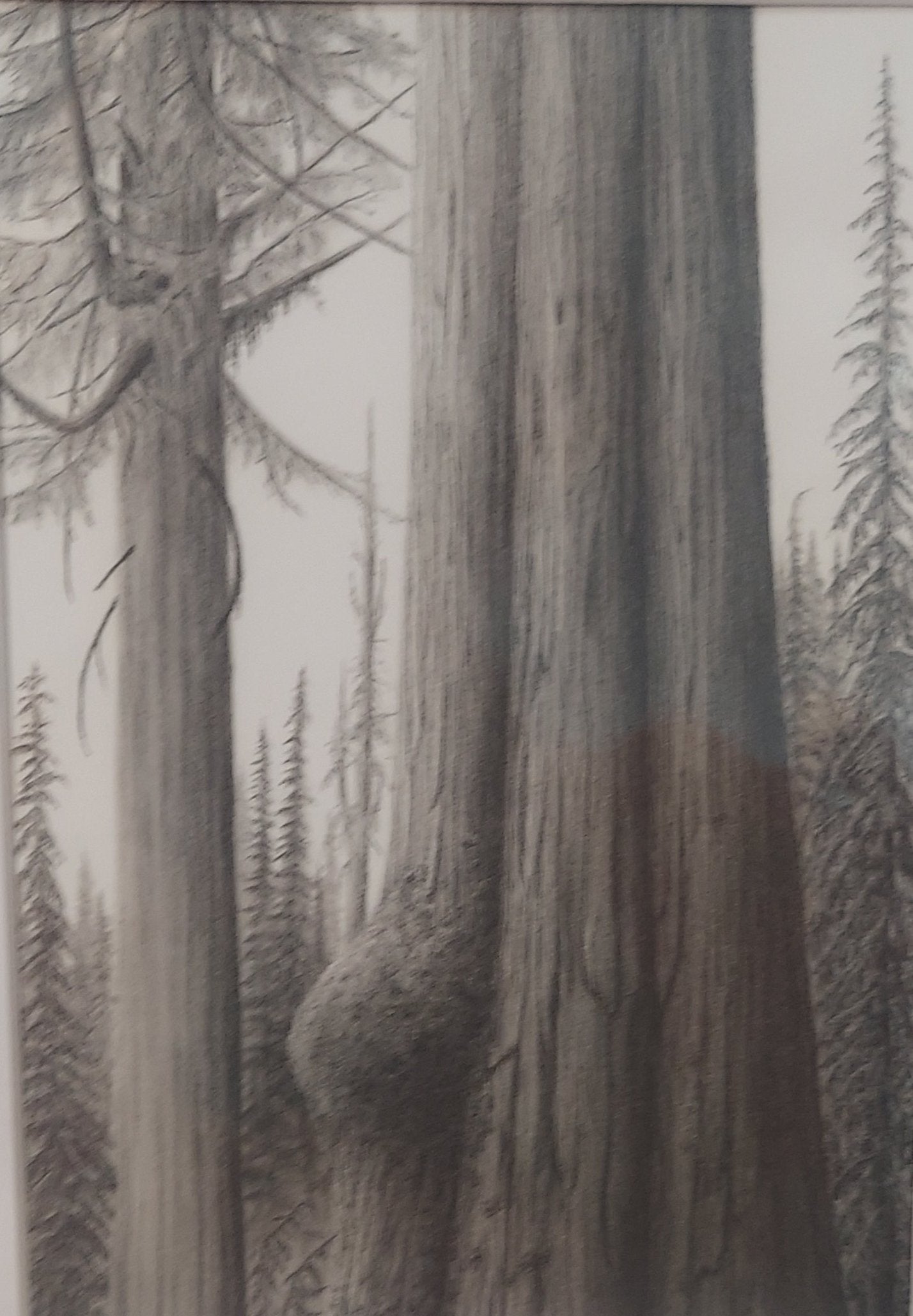 "Quinault Rainforest" by Nate Lundgren (Matted Print)