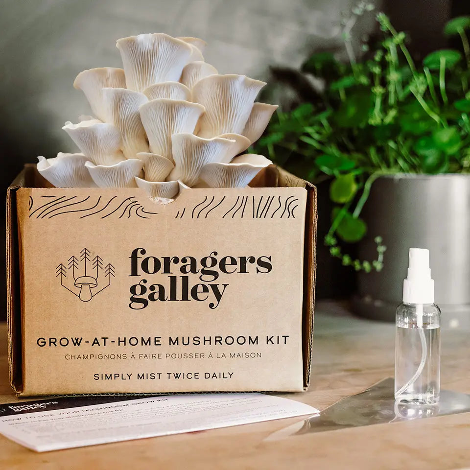 Foragers Gallery- Snow Oyster Live Mushrooms Kit