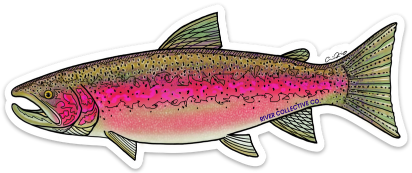 Steelhead Decal